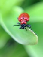 red beetle on green leaf close-up on blurred background