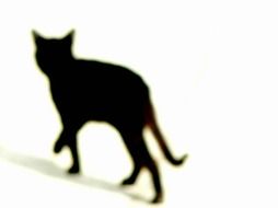 black cat as a blurred silhouette