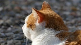 red cat lying in the sun