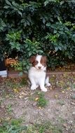 PuBorder Collie puppy sitting under a green bush