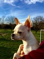 chihuahua is a little dog