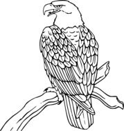 picture of the eagle bird