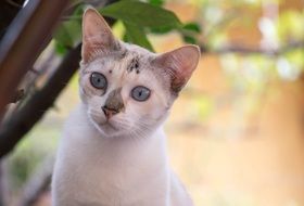 curious young cat with blue eyes