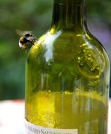 bumblebee on a bottle of wine