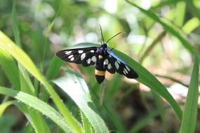 black butterfly on a green leaf of grass