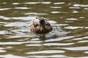 Hybrid Duck on Pond