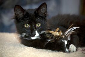 norwegian kitten close-up, blur