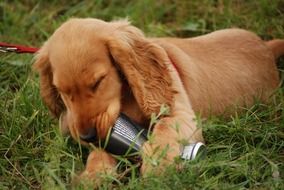 puppy of a brown spaniel plays on the grass