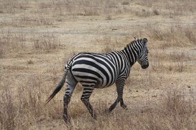 zebra in tanzania africa