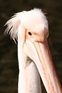 head of Pink Pelican with long Beak