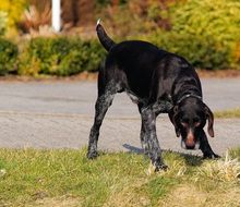 hunting dog on the road