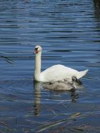 attractive swan with cygnet