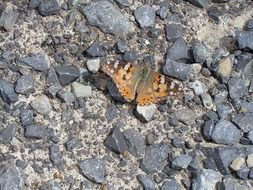 butterfly on small stones close-up