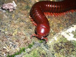 Long brown millipede on the ground