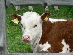 brown and white cow in the pasture