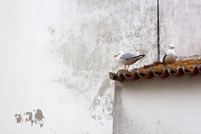 seagulls on a tiled roof