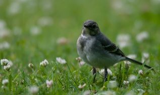 Small Bird nature