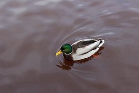 male duck swims in the pond