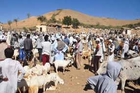 Animal Market in Keren, Eritrea
