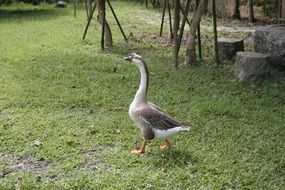 grey goose walks in the garden
