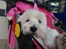 small dog in a pram
