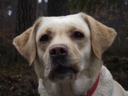 close-up photo of Labrador in a red collar