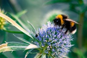 large bumblebee on a spherical flower close-up