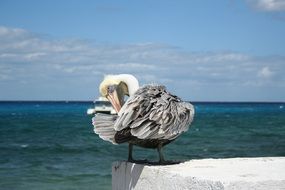 Pelican Cozumel Mexico