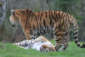 Tigers Female
