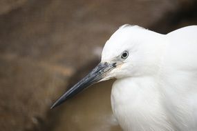 Cute White bird with long beak at blurred background