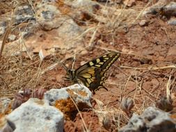 Beautiful dovetail butterfly on the ground