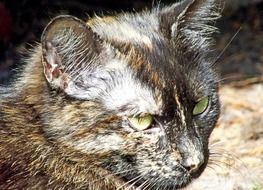 Cat Outdoor