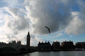 bird in the sky against the backdrop of big ben london