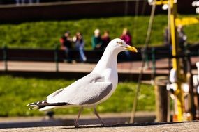 white seagull on a background of a city park