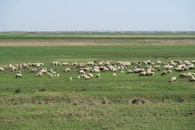 flock of sheep on a green pasture
