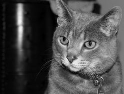 black and white portrait of a domestic cat with bright eyes