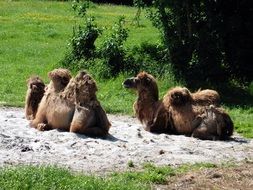 wild brown Camels in the zoo in Safari