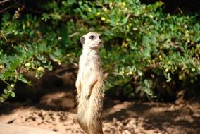 meerkat stands near a green plant on blurred background