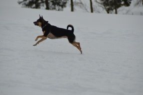 active terrier in the snow
