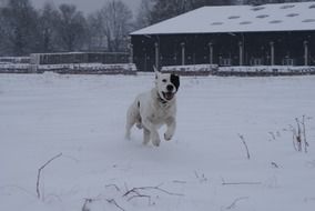 Dog Animal running in snow