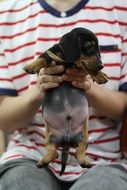Man holds cute puppy in hands