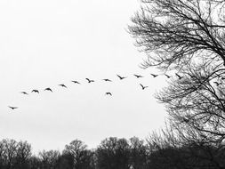 Flocking Geese Birds