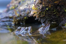 three frogs in the swamp