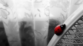 ladybug on a chair in monochrome