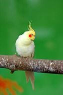 white parrot on a tree branch