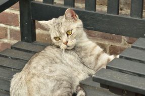 attractive cat on the bench