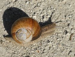 snail on gray sand