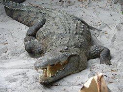 crocodile on the sand