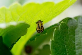 mummy doll of ladybug