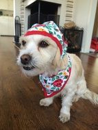 Dog In Funny Clothes